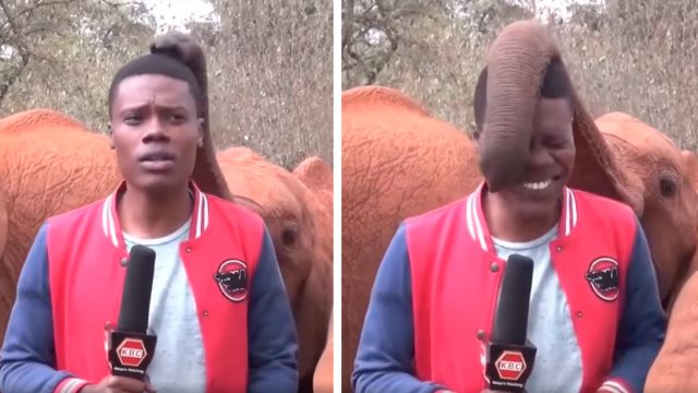 Elefante bebé interrumpe reportero transmision noticias