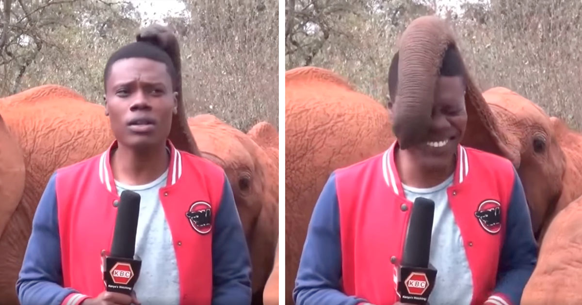 Elefante bebé interrumpe reportero transmision noticias