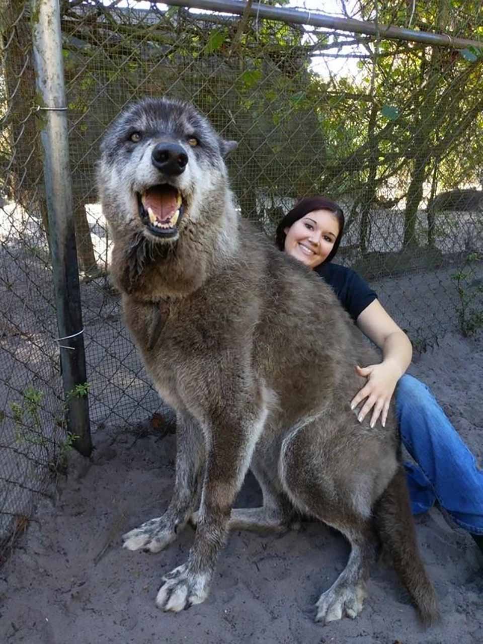 Enorme perro lobo