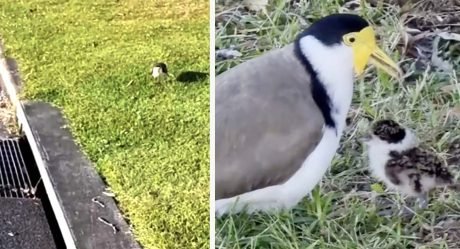 Mujer encuentra un ave preocupada al lado del desagüe y sabe exactamente qué hacer