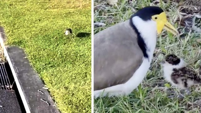 Mujer encuentra un ave preocupada al lado del desagüe