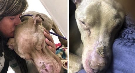 Mujer pasa la noche en el refugio para que un perro moribundo no se sienta solo