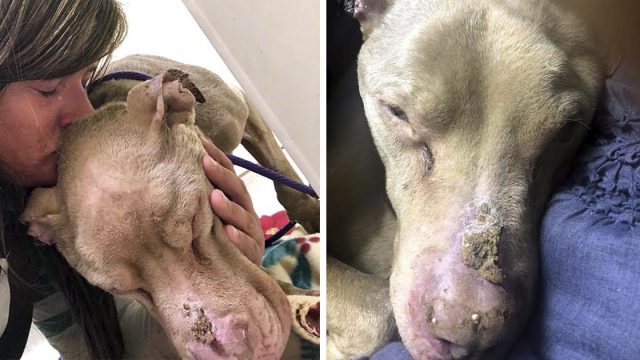 Mujer pasa la noche en el refugio para que un perro moribundo no se sienta solo