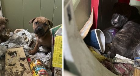 Pequeña familia canina pasa días dentro de una casa abandonada esperando ayuda