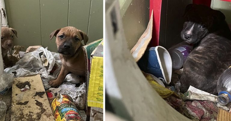 Pequeña familia pasa días dentro de una casa abandonada esperando ayuda