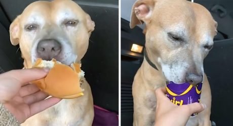 Perrita enferma terminal prueba por primera vez una hamburguesa y le encantó