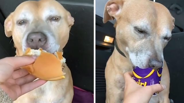 Perrita enferma terminal prueba por primera vez una hamburguesa y le encantó