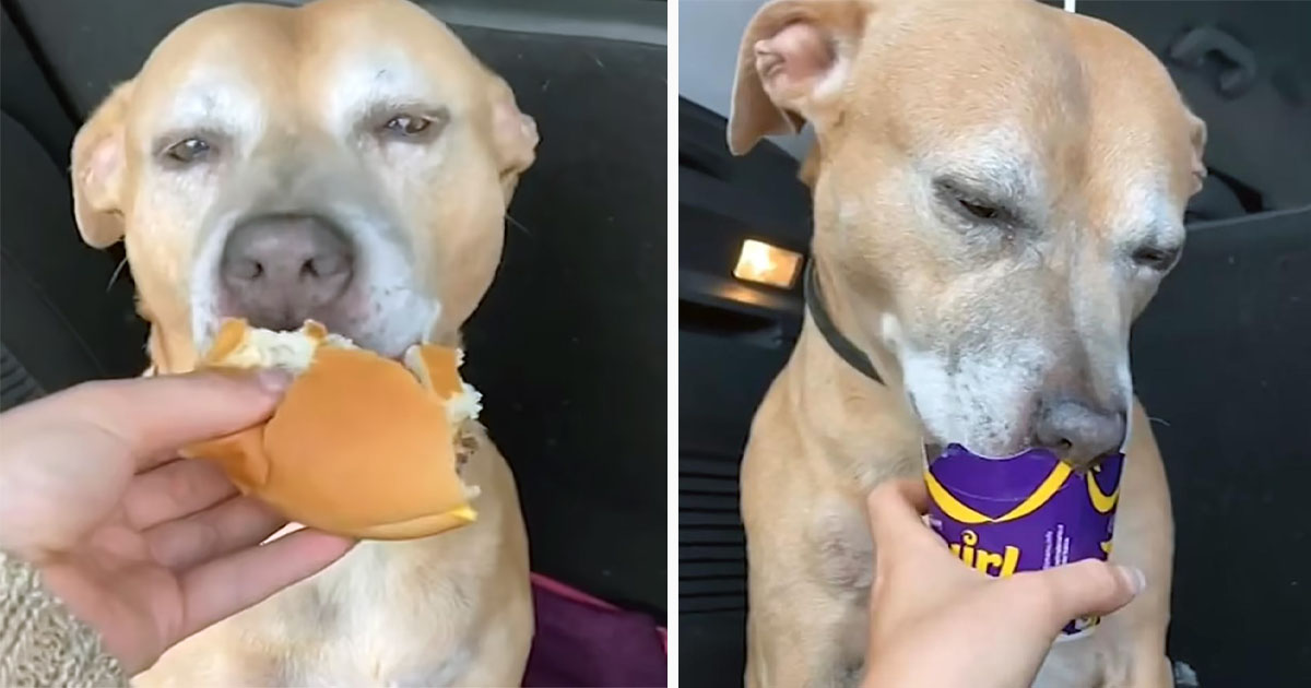 Perrita enferma terminal prueba por primera vez una hamburguesa y le encantó