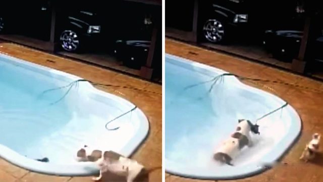 Perrita salva a su hermanita de ahogarse en la piscina
