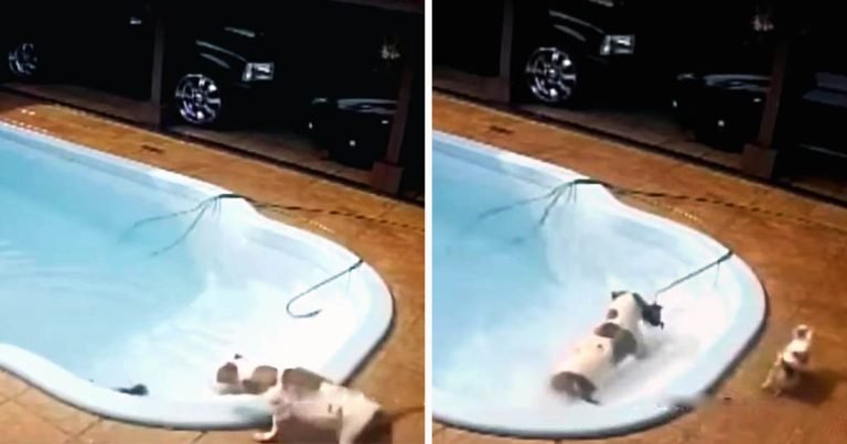 Perrita salva a su hermanita de ahogarse en la piscina