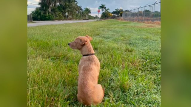 Perrito abandonado espera camino esperanza vuelvan