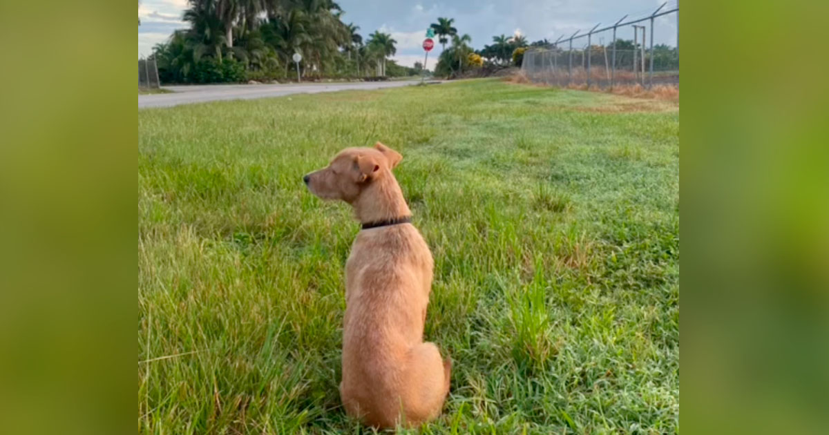 Perrito abandonado espera camino esperanza vuelvan