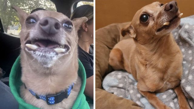 Perrito mayor par de colmillos solo quiere ser amado