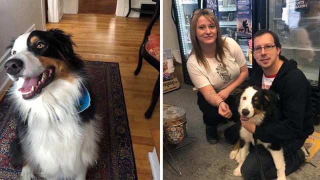 Perro alerta a los dueños de una tienda que ha sido secuestrado