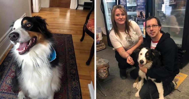 Perro alerta a los dueños de una tienda que ha sido secuestrado