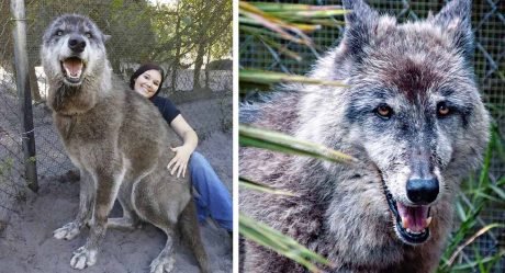 Enorme perro lobo fue abandonado para ser sacrificado, pero este santuario lo salvó