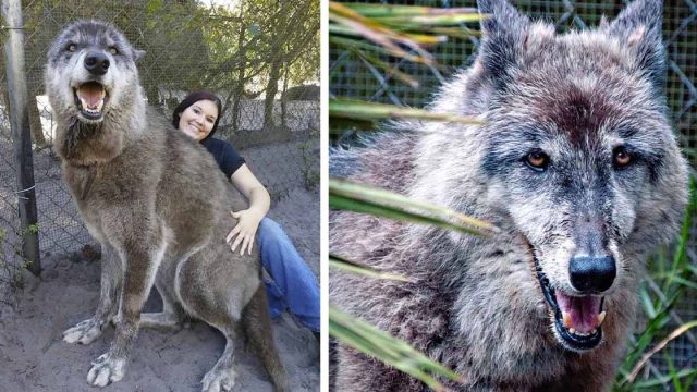 Perro lobo fue abandonado para ser sacrificado, pero este santuario lo salvó