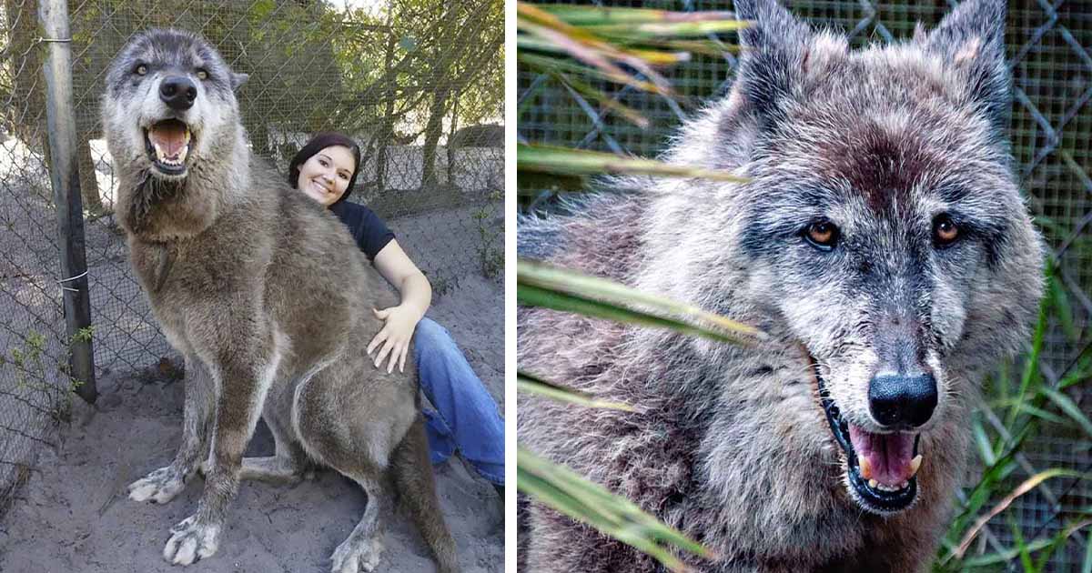 Perro lobo fue abandonado para ser sacrificado, pero este santuario lo salvó