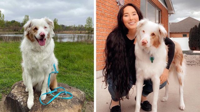 Perro rescatado ciego y sordo olfatea a mamá todos los días