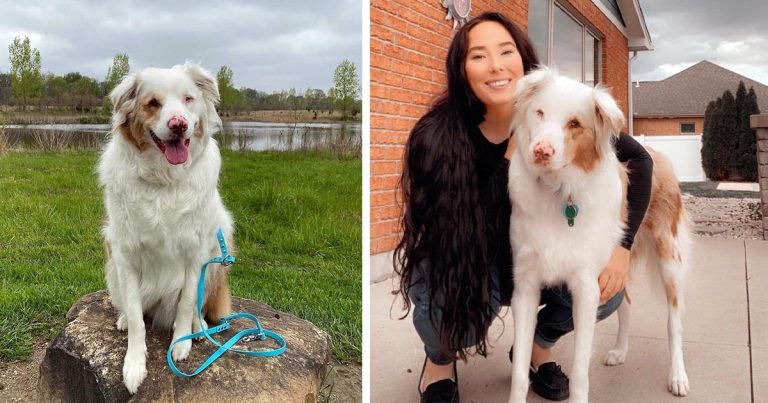 Perro rescatado ciego y sordo olfatea a mamá todos los días