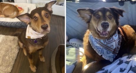 Perro sin hogar al que le quedan meses de vida recibe el mejor de los regalos