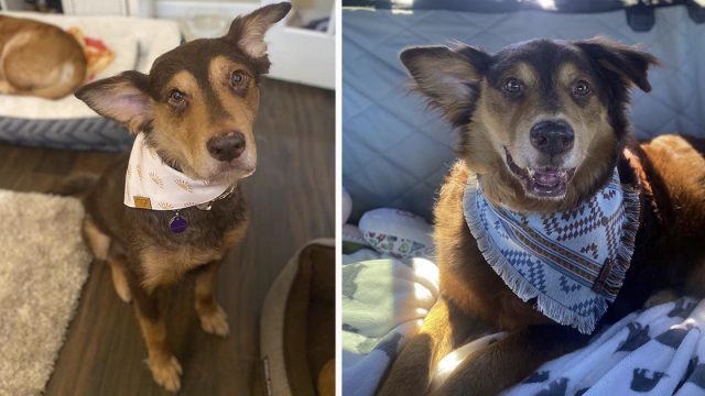 Perro sin hogar al que le quedan meses de vida recibe el mejor de los regalos