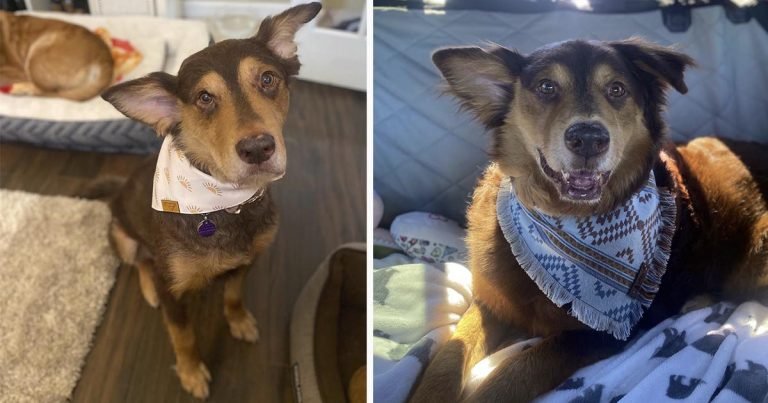 Perro sin hogar al que le quedan meses de vida recibe el mejor de los regalos