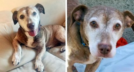Perro sordo pasa años en las calles y ahora está feliz de tener una familia