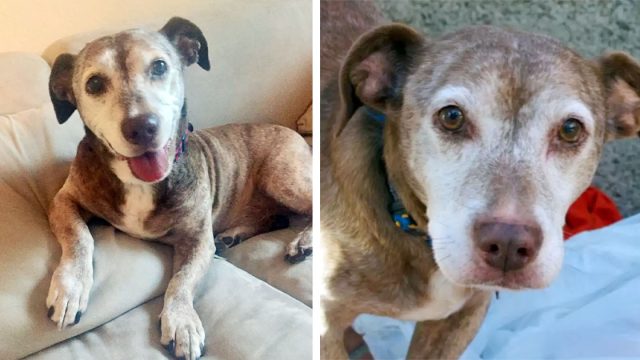 Perro sordo pasa años en las calles y ahora está feliz de tener una familia