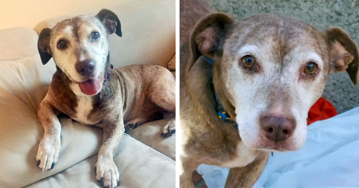 Perro sordo pasa años en las calles y ahora está feliz de tener una familia