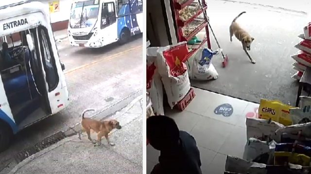 Perro viaja solo en autobús para visitar a su mamá en el trabajo