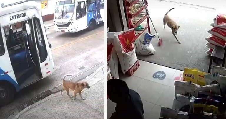 Perro viaja solo en autobús para visitar a su mamá en el trabajo