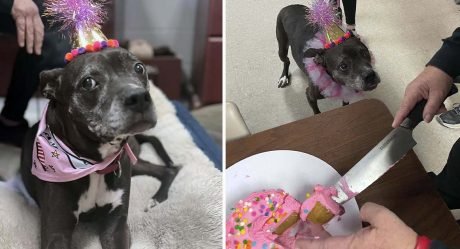 Refugio organiza una fiesta sorpresa para una perrita mayor que no puede ser adoptada