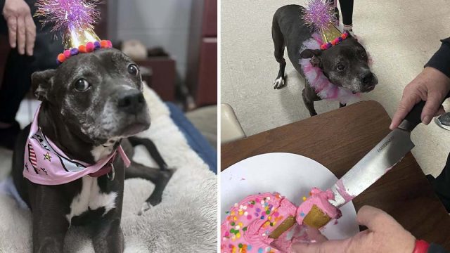 Refugio organiza una fiesta sorpresa para una perrita mayor que no es adoptada