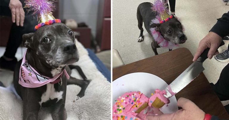 Refugio organiza una fiesta sorpresa para una perrita mayor que no es adoptada