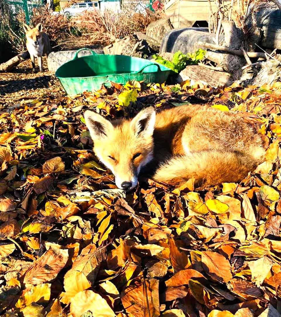 Zorros de un santuario y las hojas que les han regalado