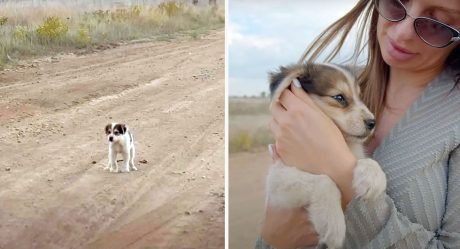 Cachorro sin hogar se aferró al brazo de una mujer pidiendo ser rescatado