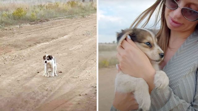 Cachorro sin hogar se aferró al brazo de una mujer pidiendo ser rescatado