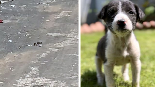 El cachorro más pequeño es encontrado llorando en medio de la carretera
