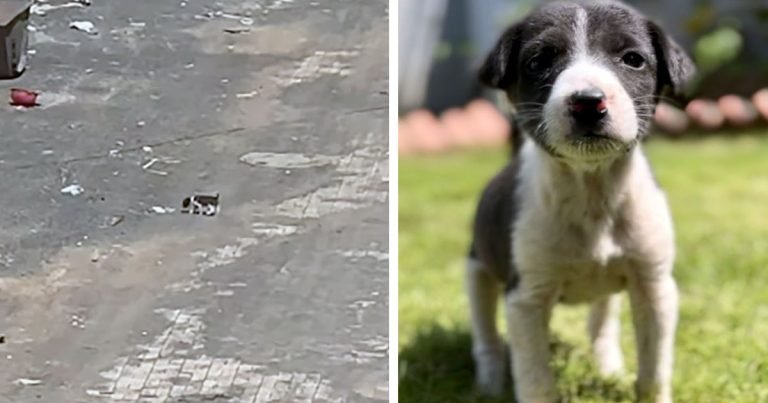 El cachorro más pequeño es encontrado llorando en medio de la carretera