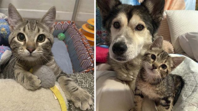 Gatito que no puede caminar, conoce a una perrita y no se separa de ella