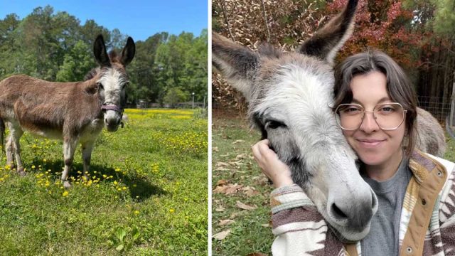 Mujer se hace amiga de un burro y termina haciéndolo parte de su familia