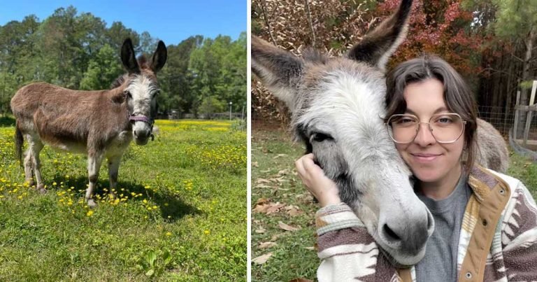 Mujer se hace amiga de un burro y termina haciéndolo parte de su familia