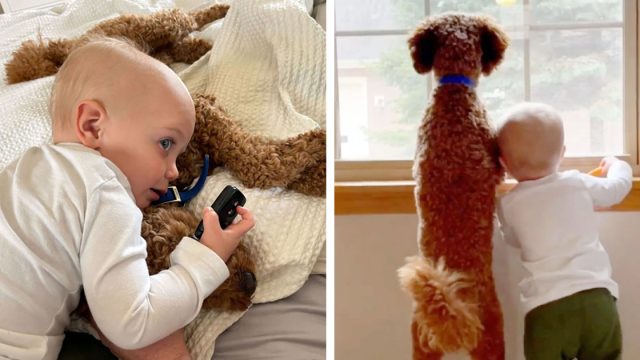 Niño y su perro crecen juntos y se vuelven amigos inseparables