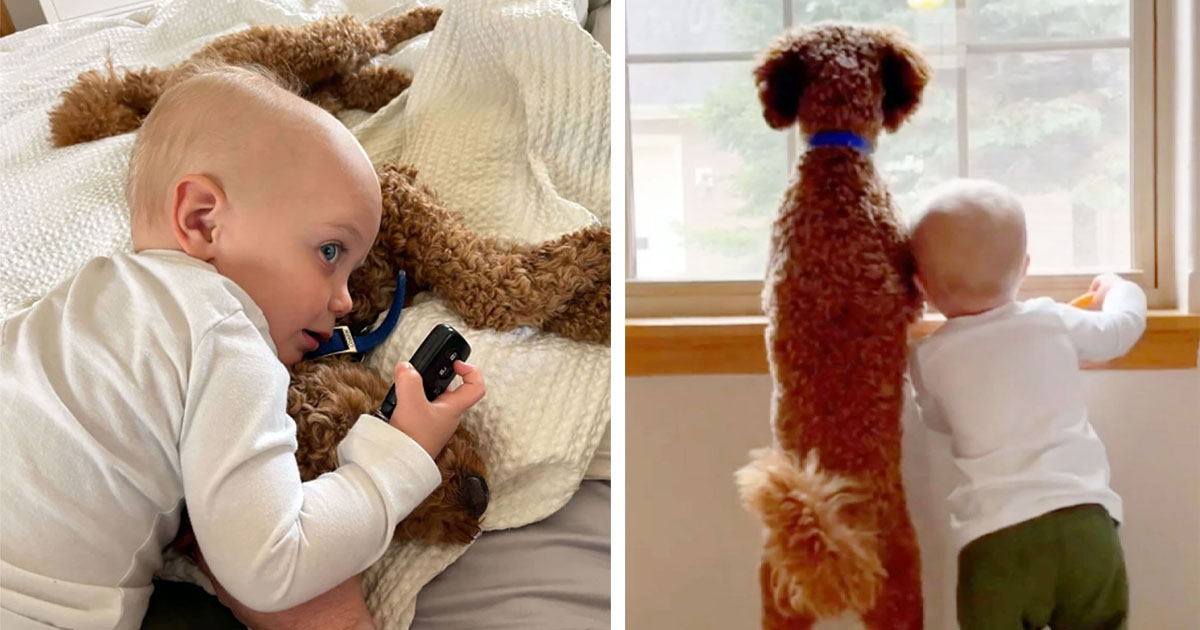 Niño y su perro crecen juntos y se vuelven amigos inseparables