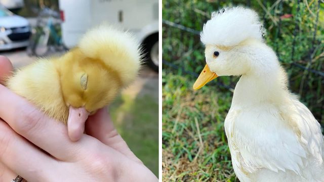 Pato con necesidades especiales al que nadie quería, encuentra una mujer que lo ama