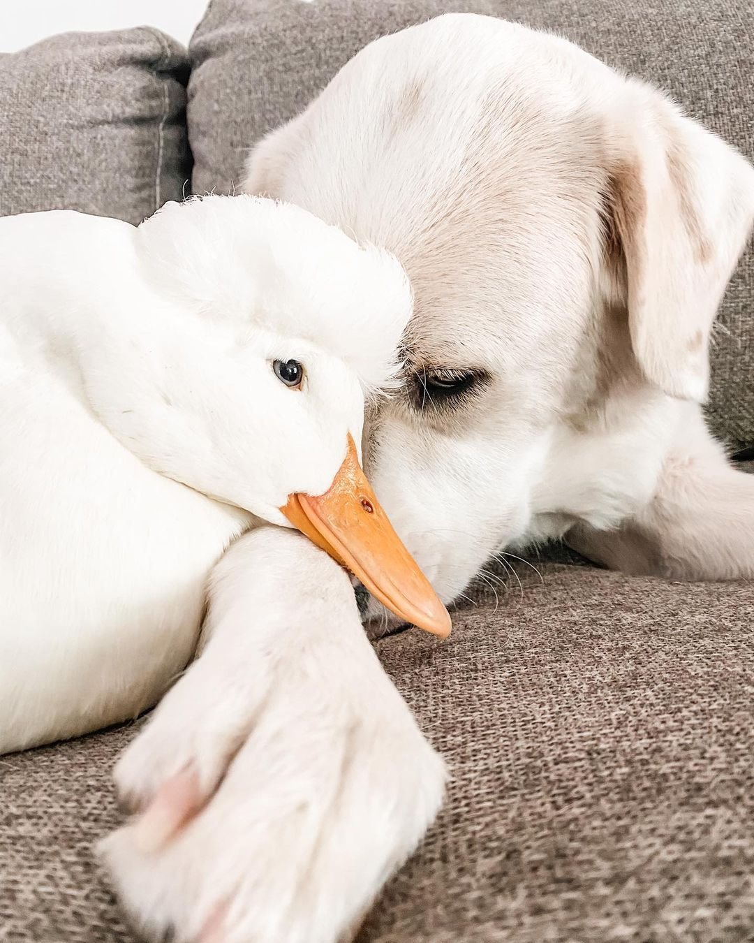 Pato con necesidades especiales y su mejor amigo
