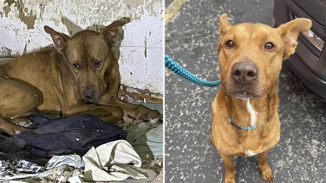 Perrita encontrada temblando en unos escombros está contenta de que la ayudaran