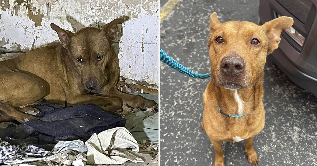 Perrita encontrada temblando en unos escombros está contenta de que la ayudaran