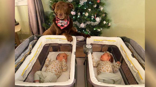 Perrita ha aprendido a ser la hermana mayor perfecta para las nuevas bebés de la familia